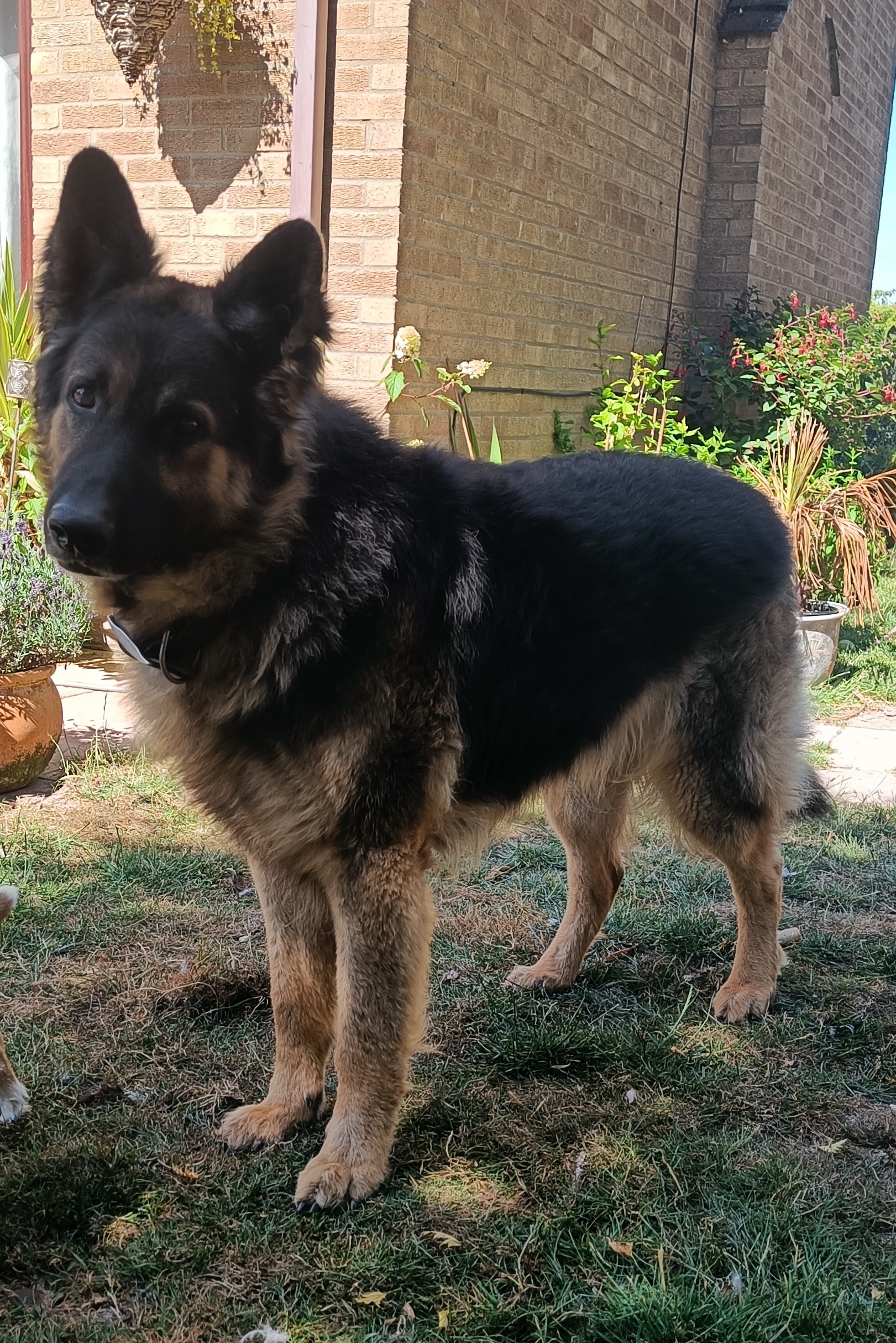 Rocco – Cambridgeshire